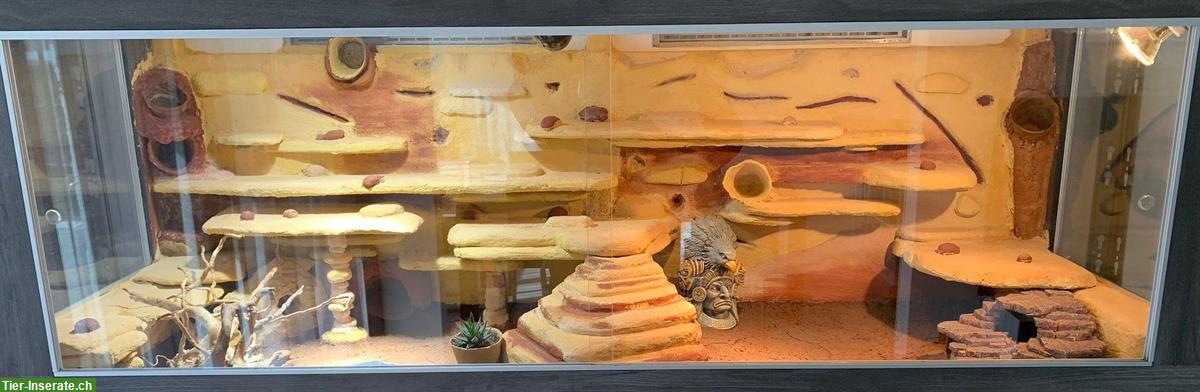 Bild 9: Leopardgecko, weiblich, Jahrgang 2008 sucht Zuhause
