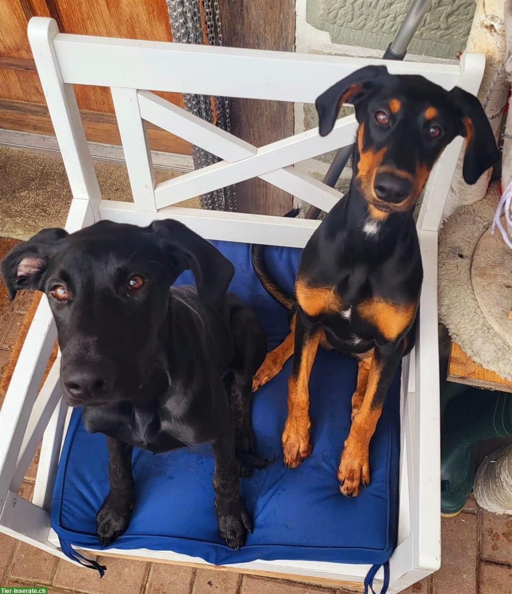 Bild 5: Vizsla x Dobermann Welpen - Wurfplanung 2025