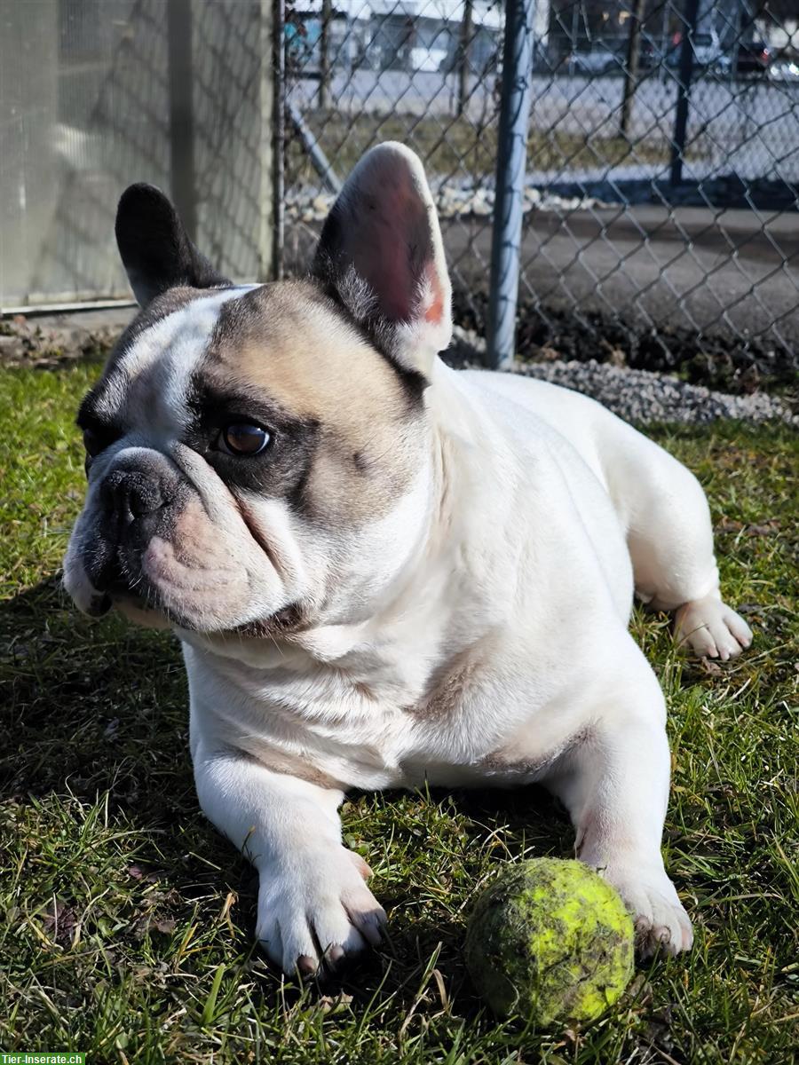 Deckrüde Französische Bulldogge, weiß, creme mit dunkler Maske