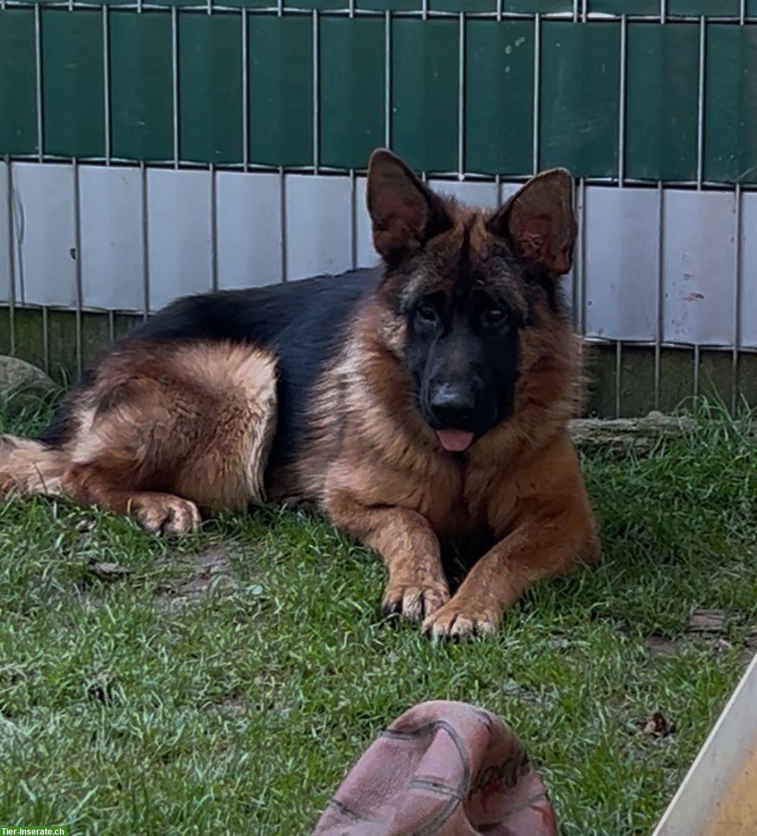 Bild 8: Deutscher Schäferhund Jungrüde