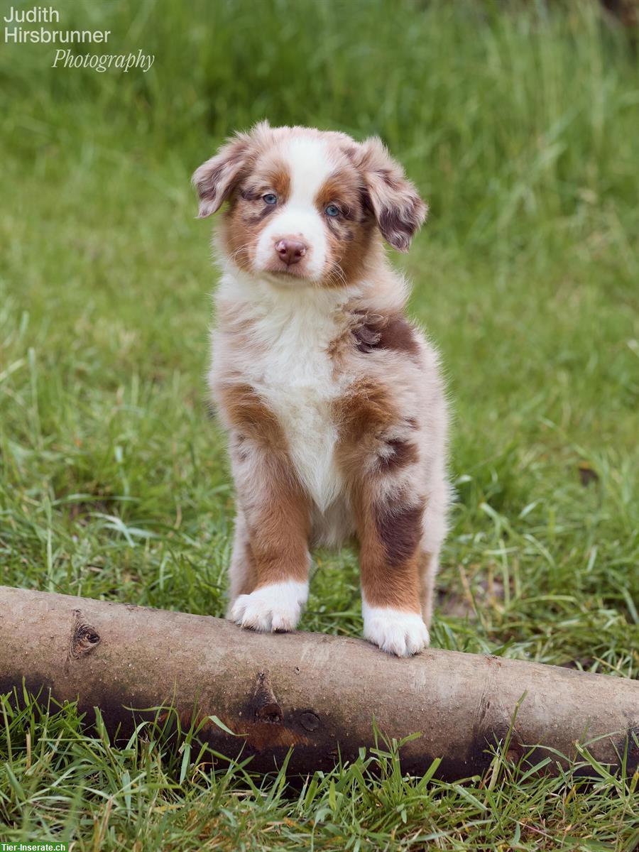 Reinrassige Australian Shepherd Welpen, red tri & red merle