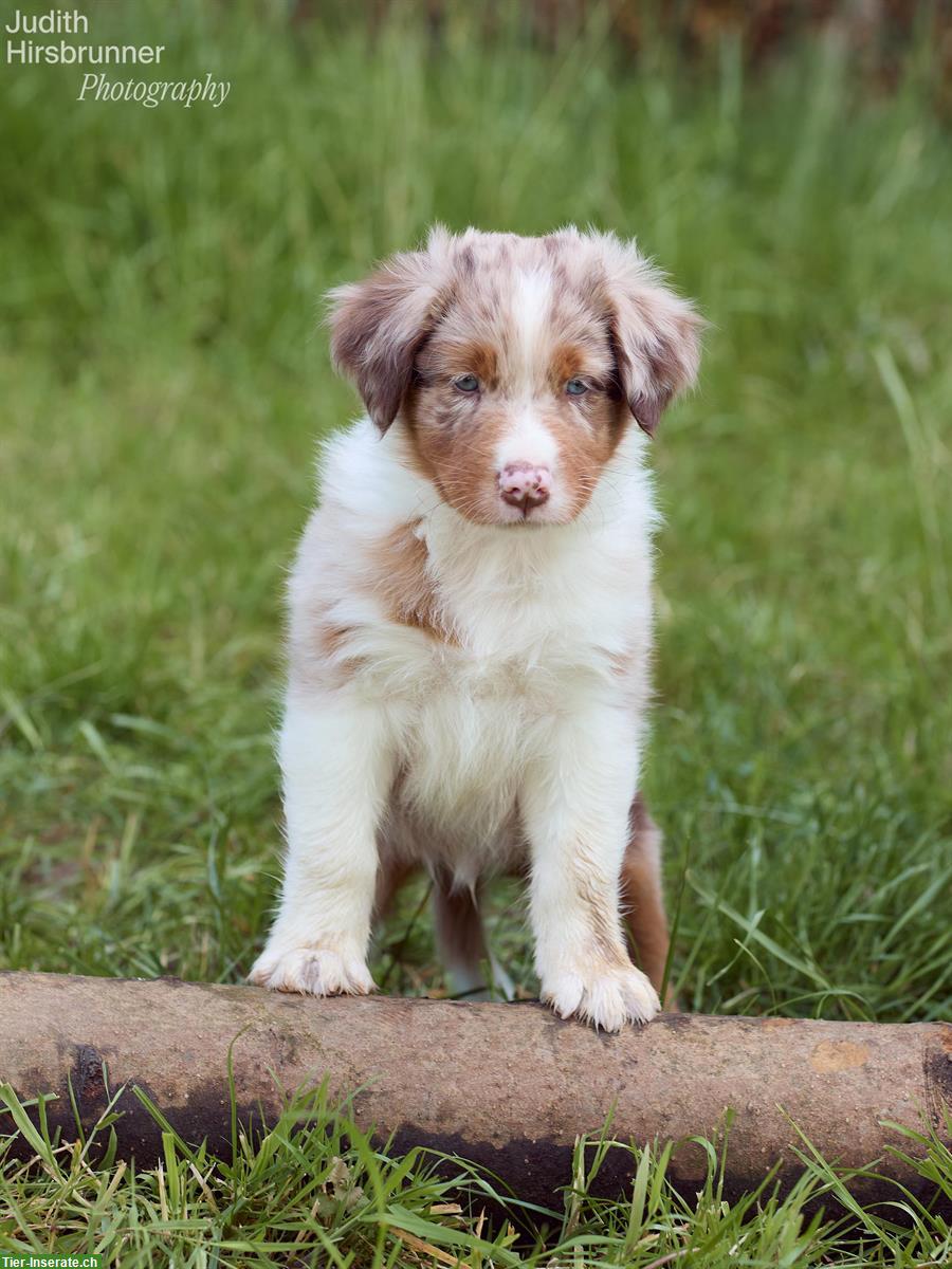 Bild 3: Reinrassige Australian Shepherd Welpen, red tri & red merle