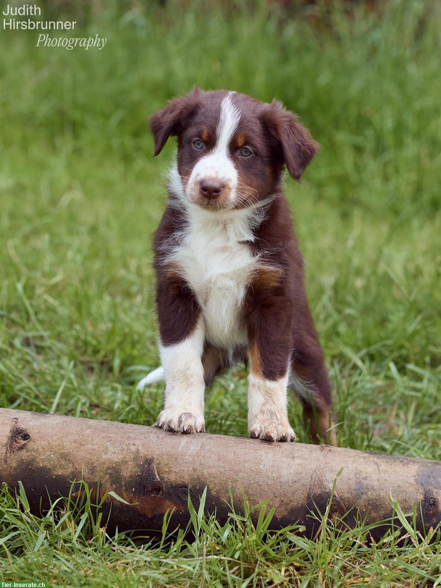 Bild 4: Reinrassige Australian Shepherd Welpen, red tri & red merle