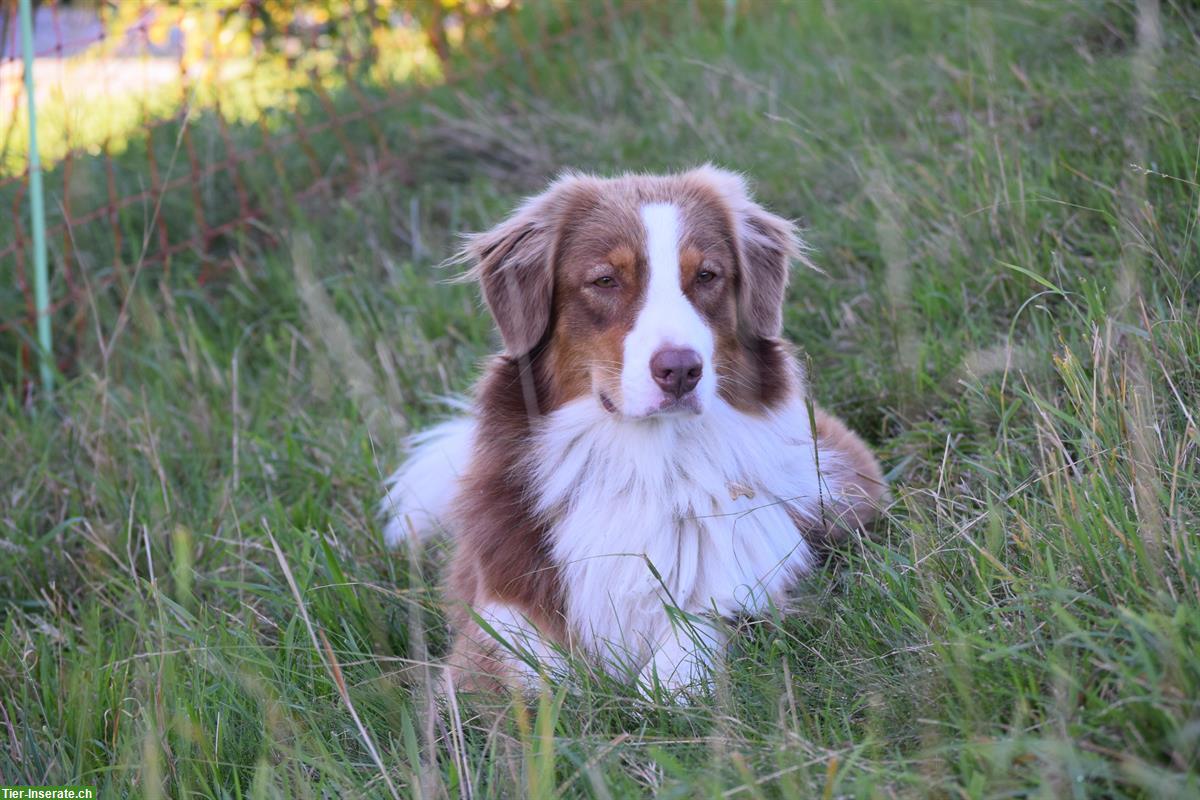 Bild 5: Reinrassige Australian Shepherd Welpen, red tri & red merle