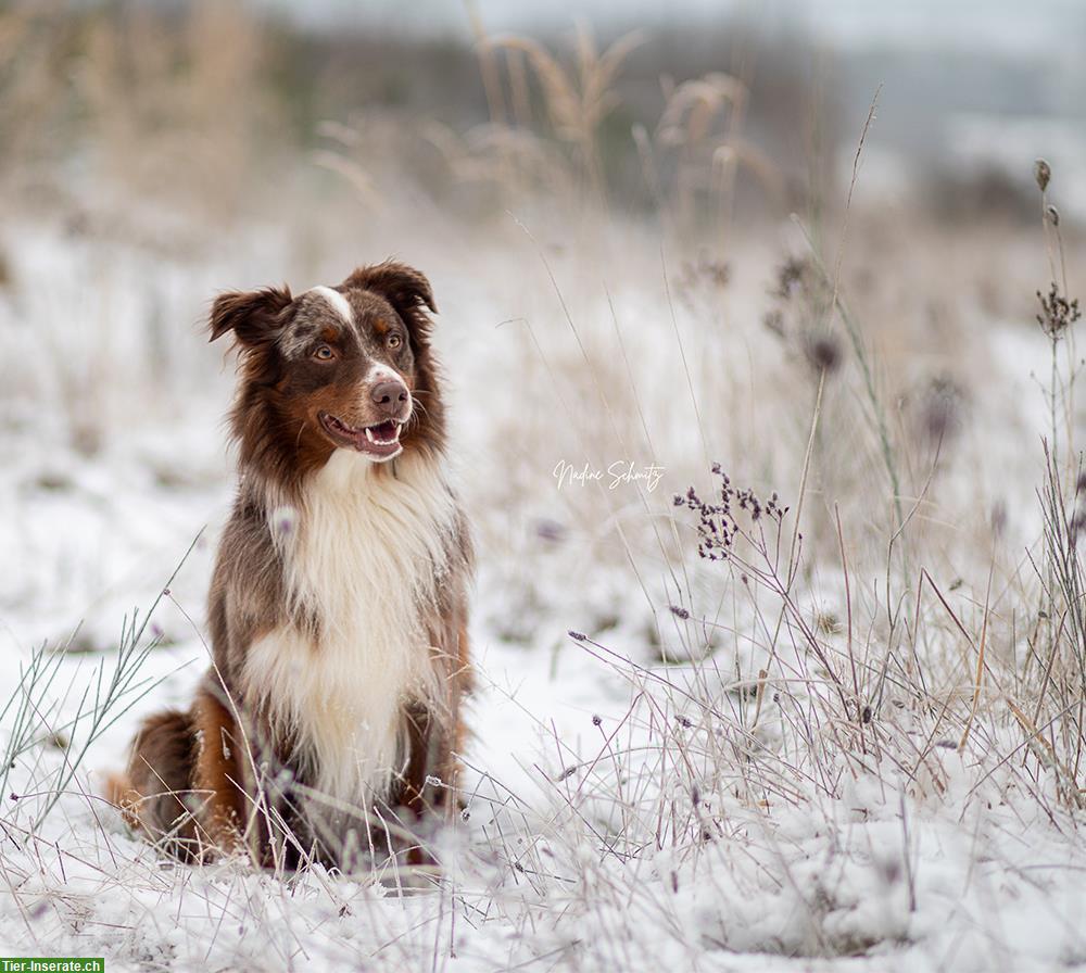 Bild 6: Reinrassige Australian Shepherd Welpen, red tri & red merle