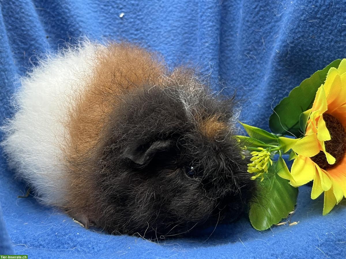 Bild 10: Schöne Meerschweinchen aus langjähriger Hobbyzucht
