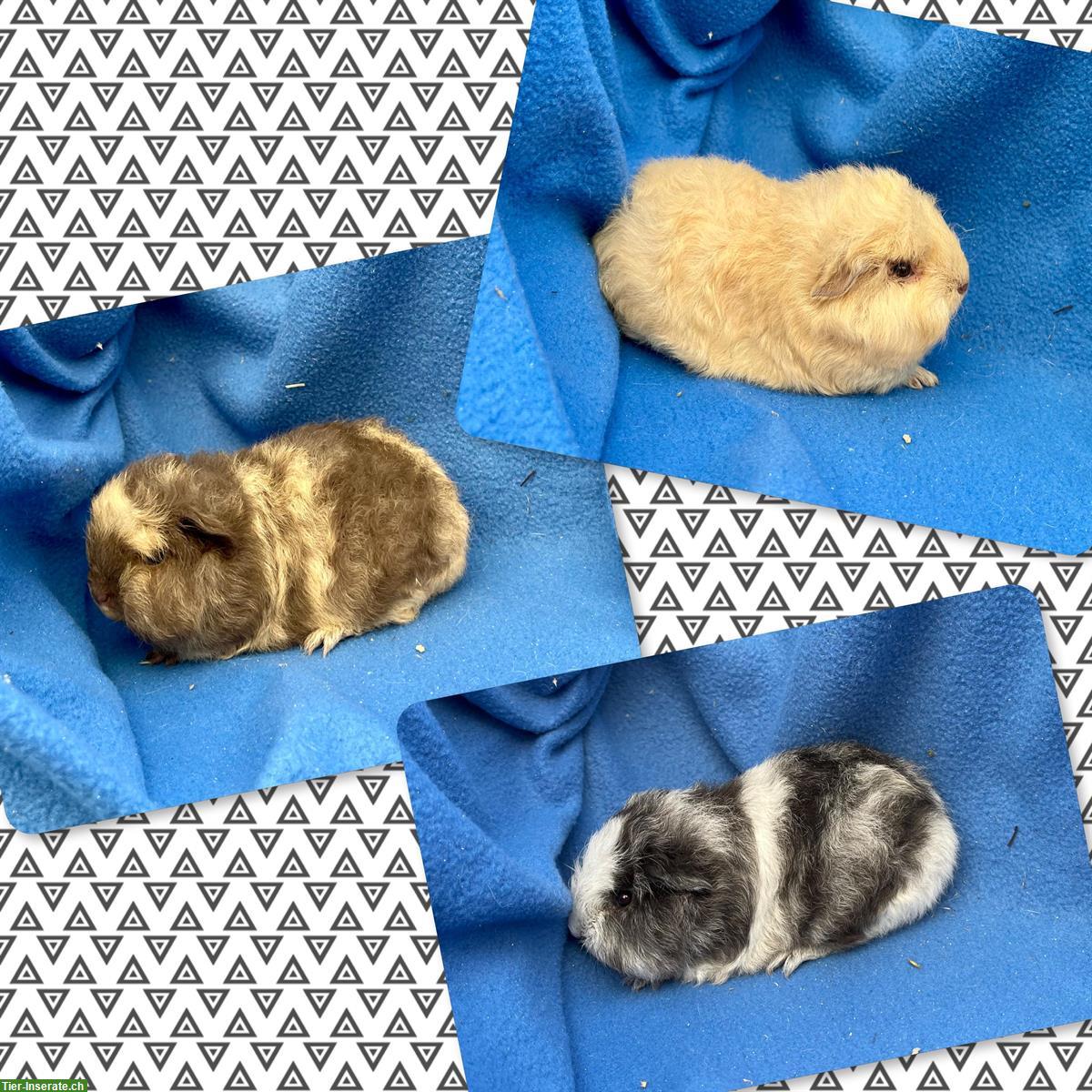 Bild 7: Schöne Meerschweinchen aus langjähriger Hobbyzucht