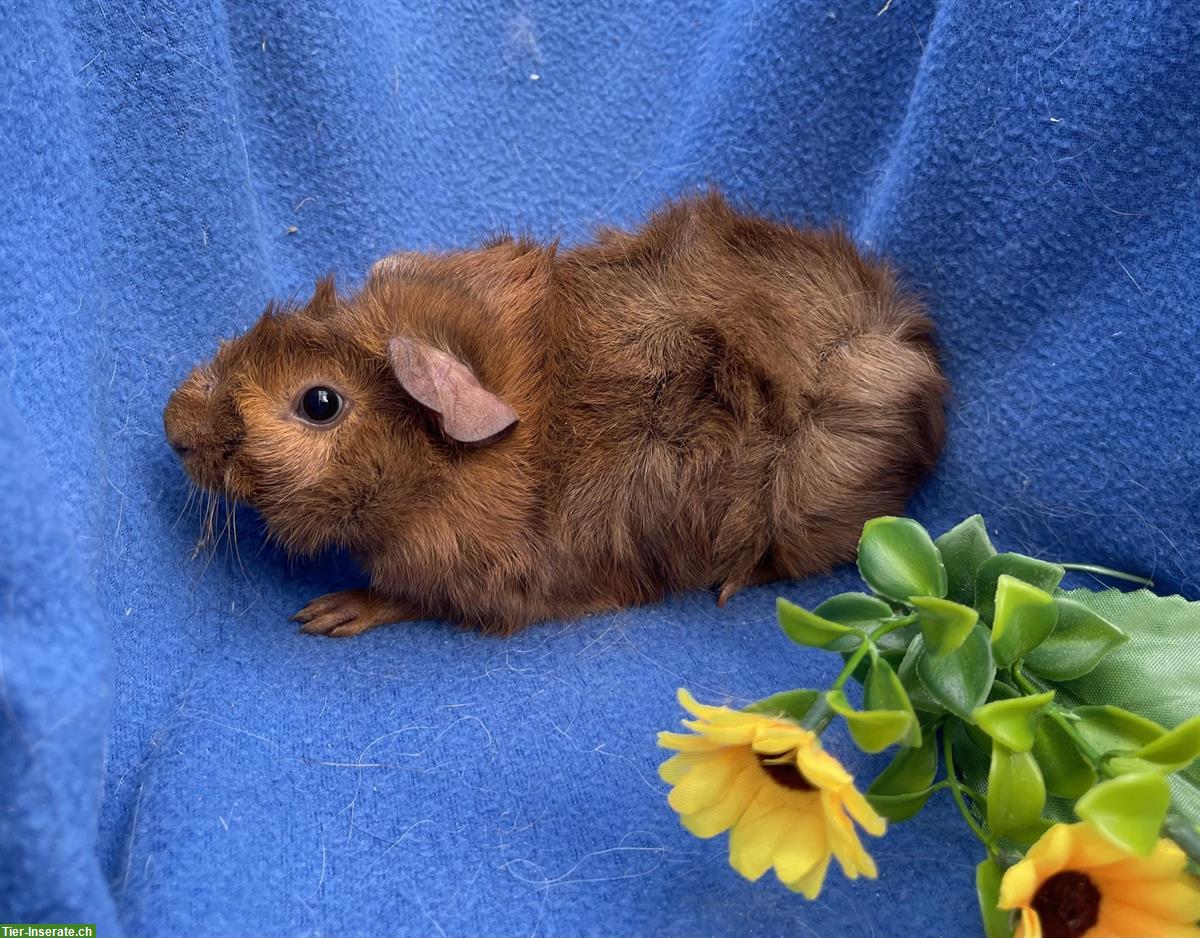 Bild 8: Schöne Meerschweinchen aus langjähriger Hobbyzucht