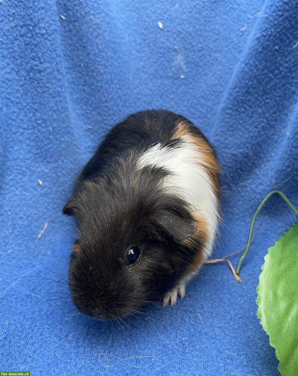 Bild 9: Schöne Meerschweinchen aus langjähriger Hobbyzucht