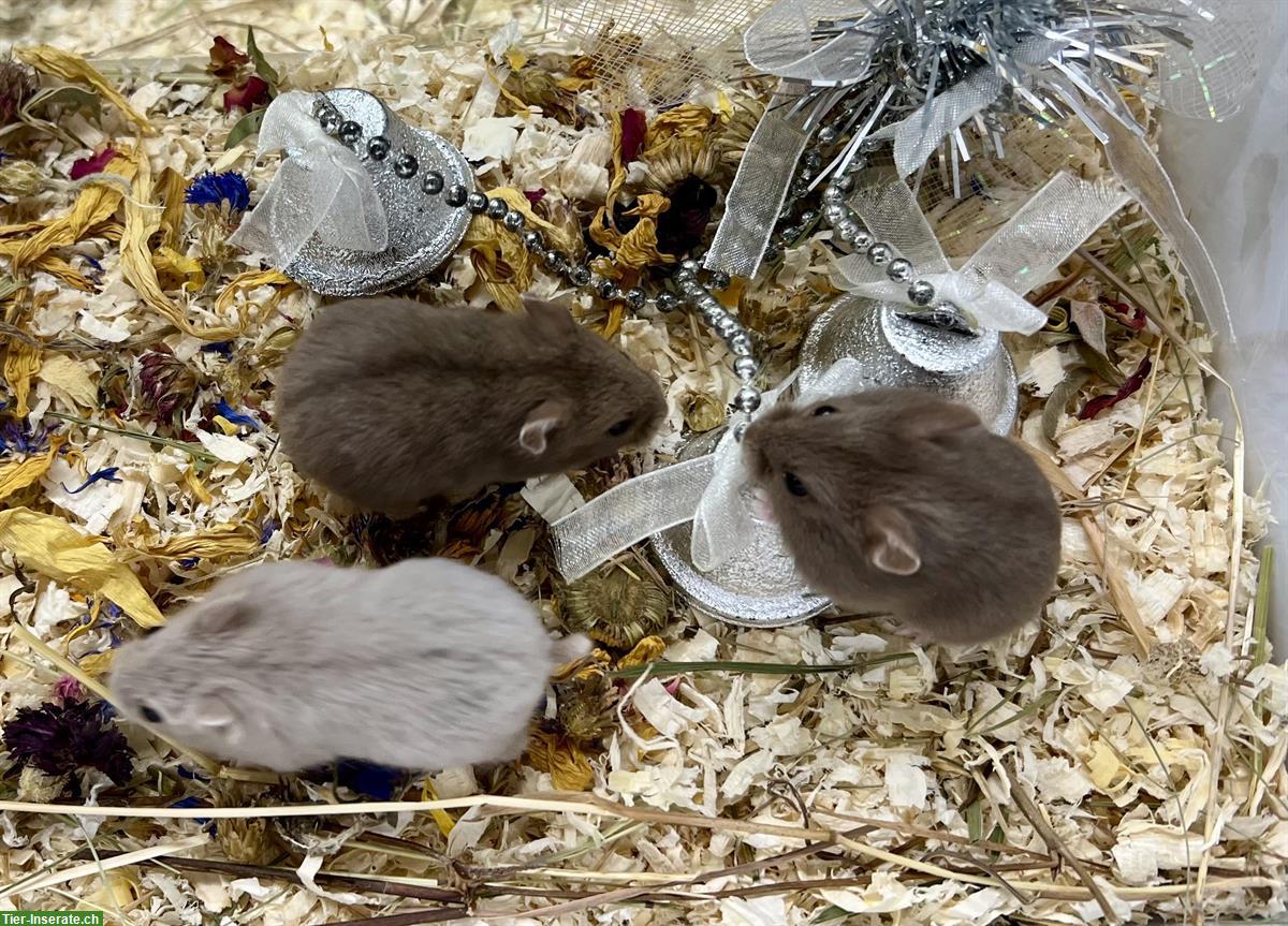 Bild 3: Schöne Campbell Zwerghamster aus Hobbyzucht