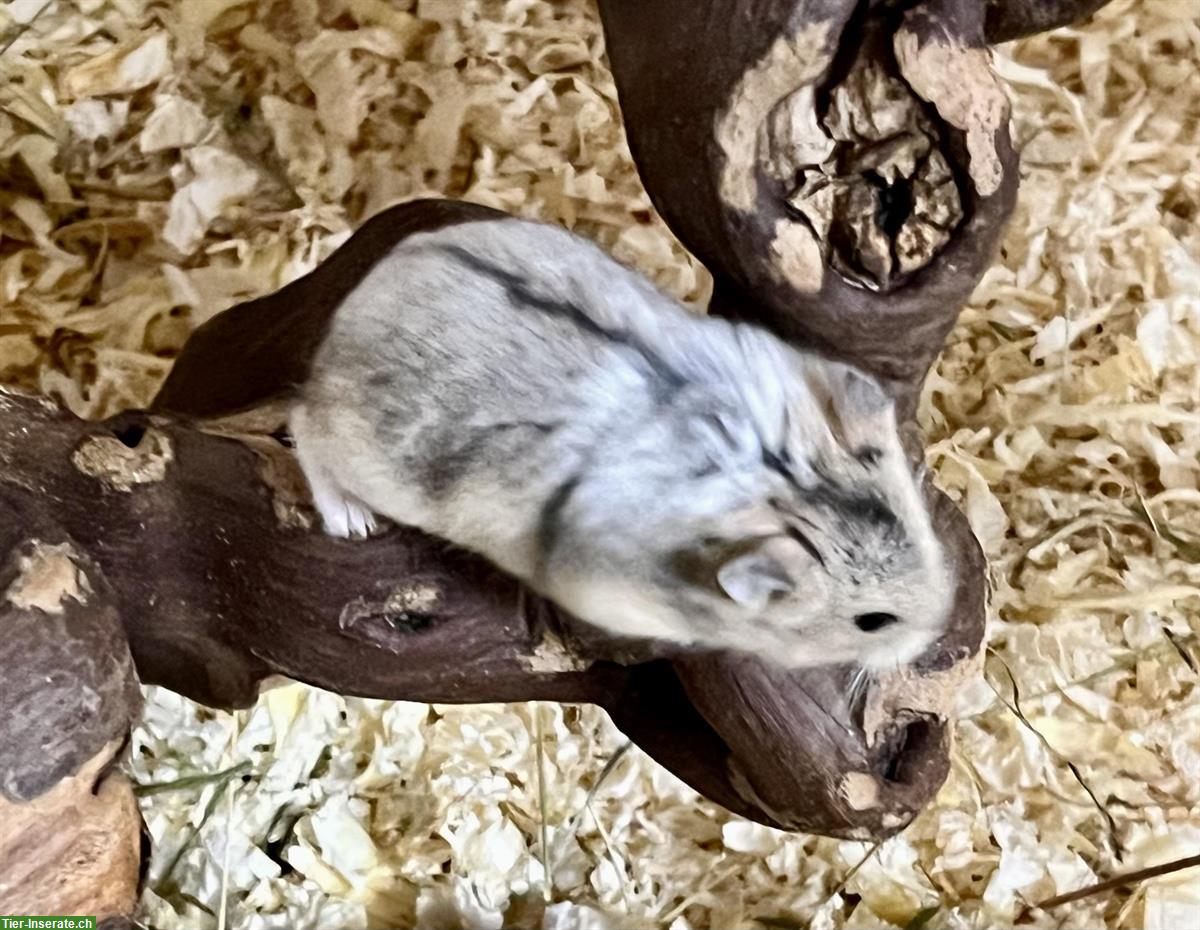 Bild 4: Schöne Campbell Zwerghamster aus Hobbyzucht