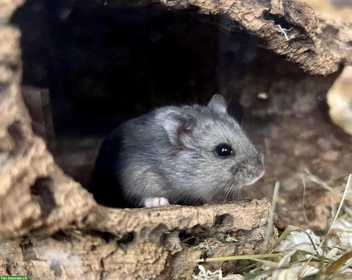 Bild 5: Schöne Campbell Zwerghamster aus Hobbyzucht