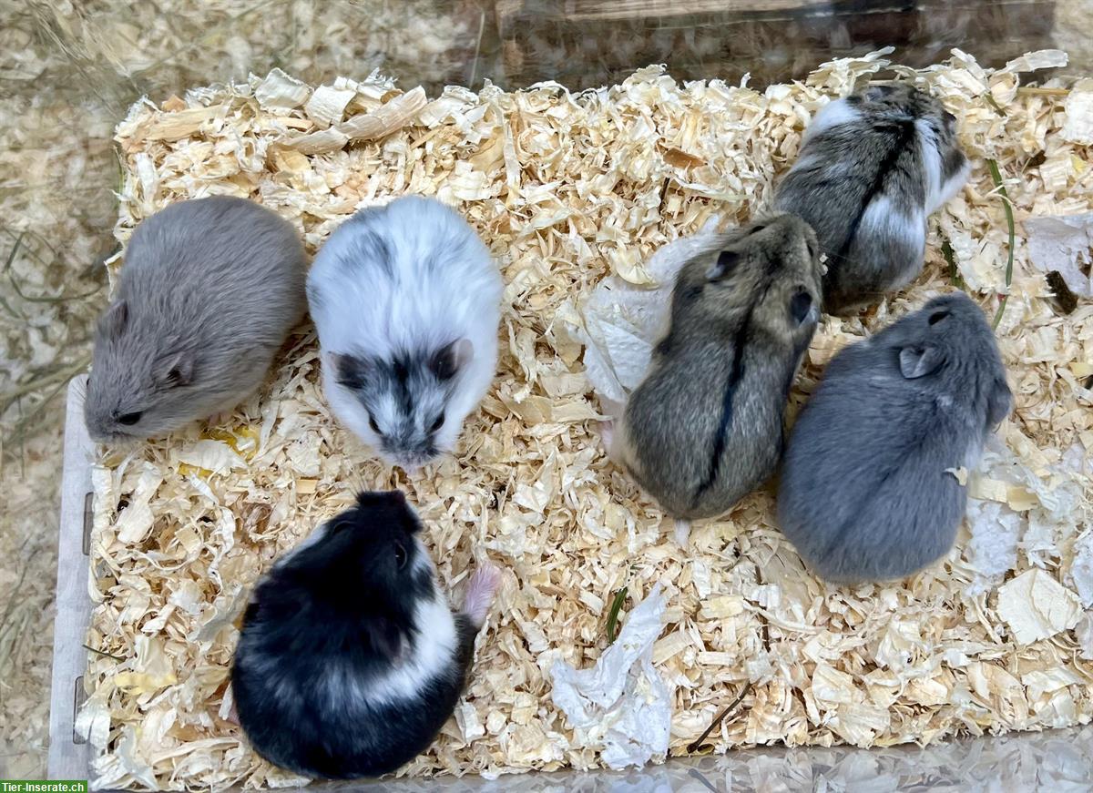 Bild 6: Schöne Campbell Zwerghamster aus Hobbyzucht