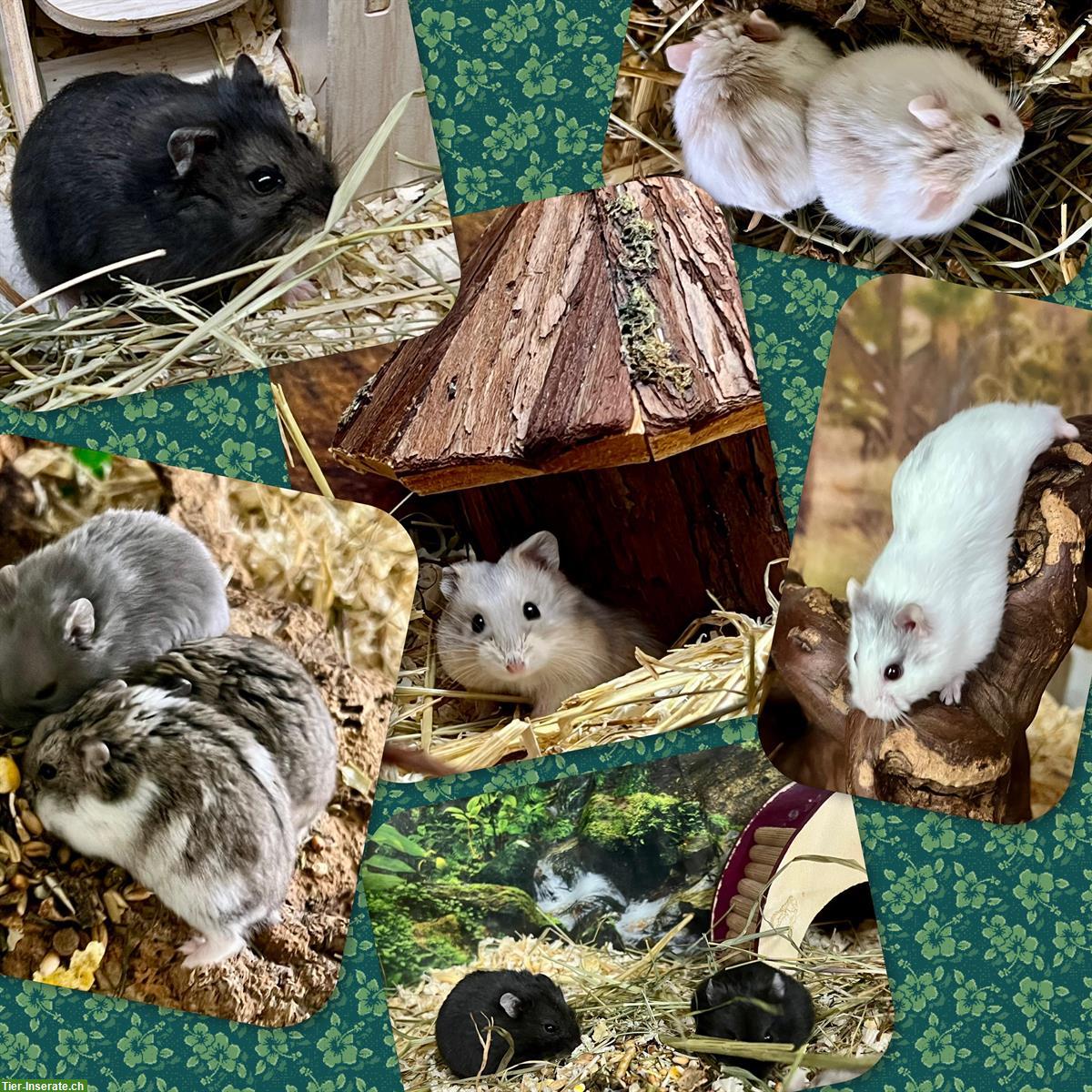 Bild 7: Schöne Campbell Zwerghamster aus Hobbyzucht