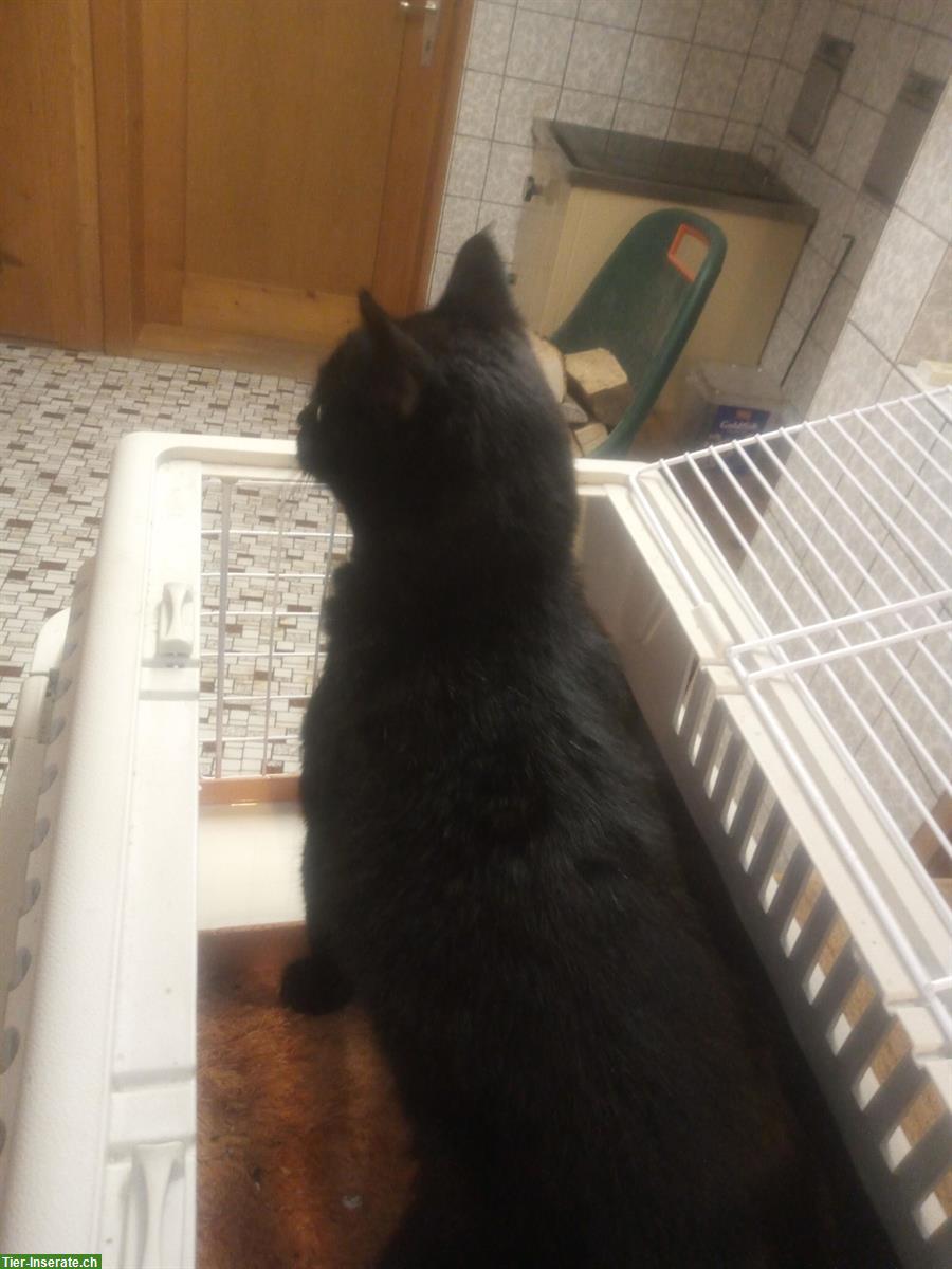 Bild 2: Kastrierte Katzendame, 20 Monate jung sucht Zuhause