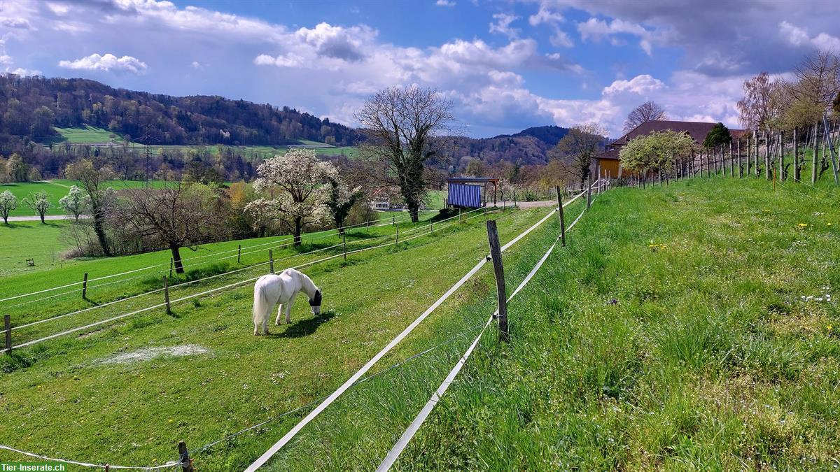 Bild 5: Einzelpferdebox ab sofort vermietbar in Teufen ZH