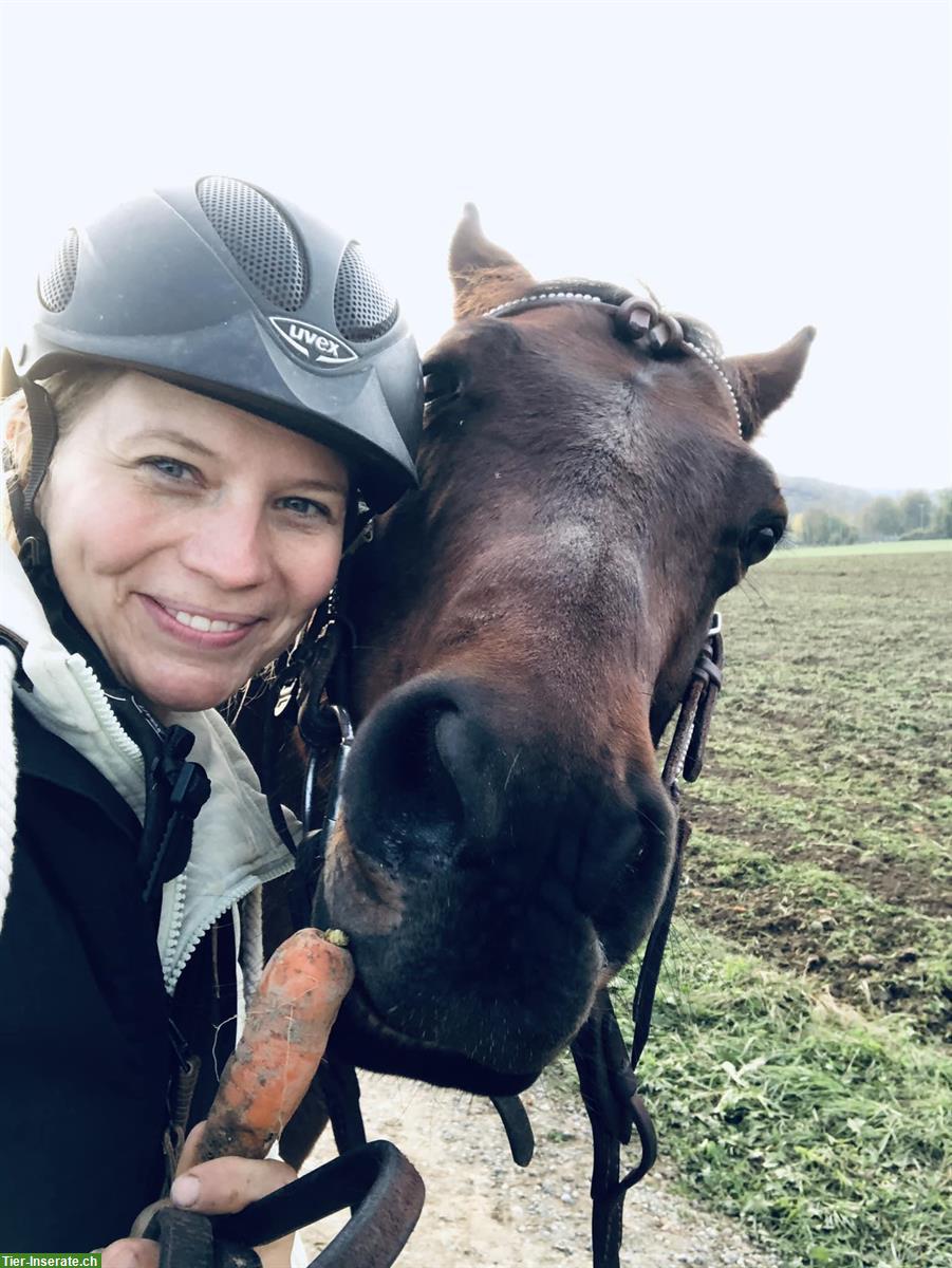 Bild 6: Quarter Horse Wallach - Herzenspferd sucht Herzensmenschen