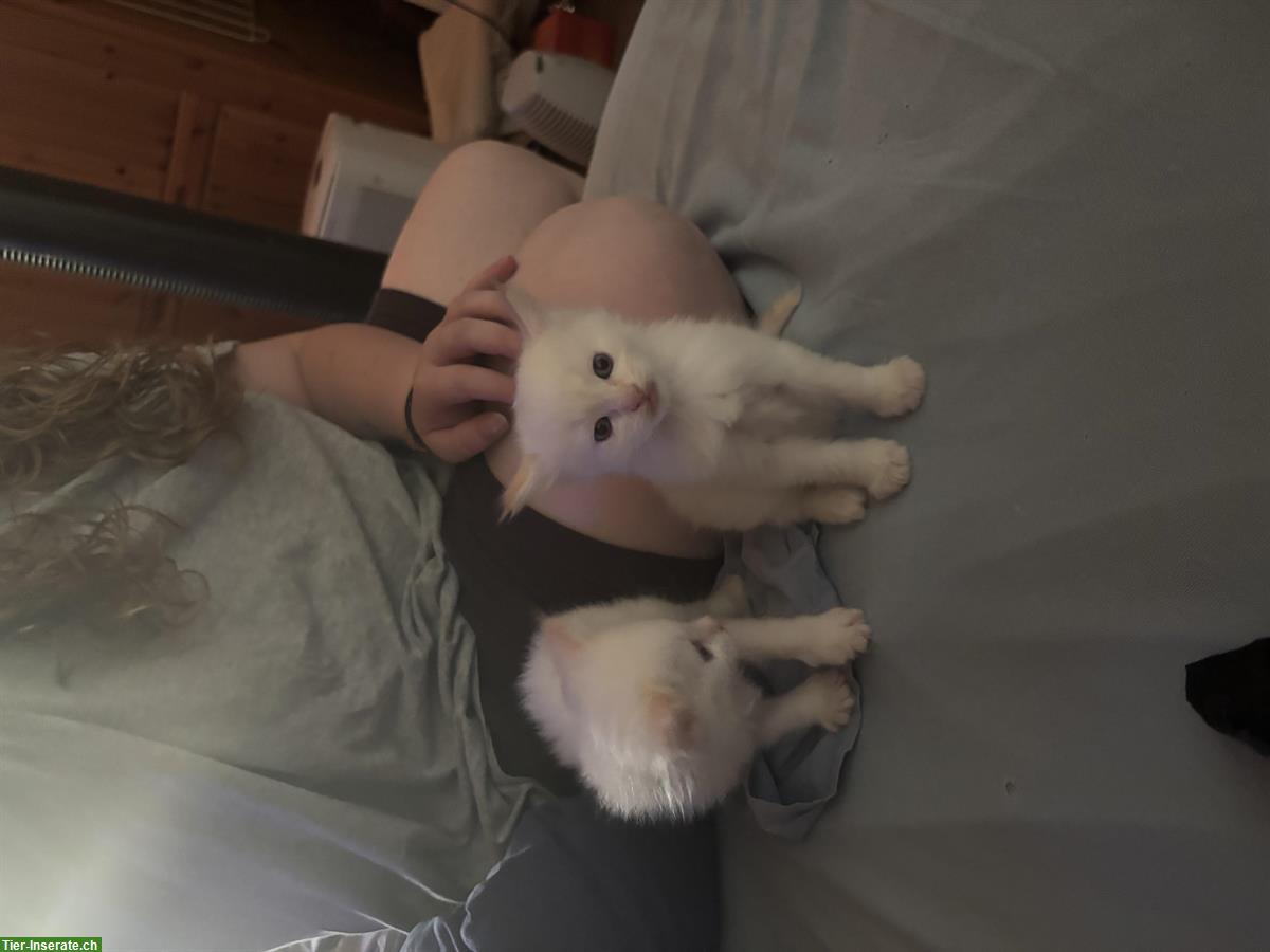 Bild 5: Balinesen Kitten abzugeben