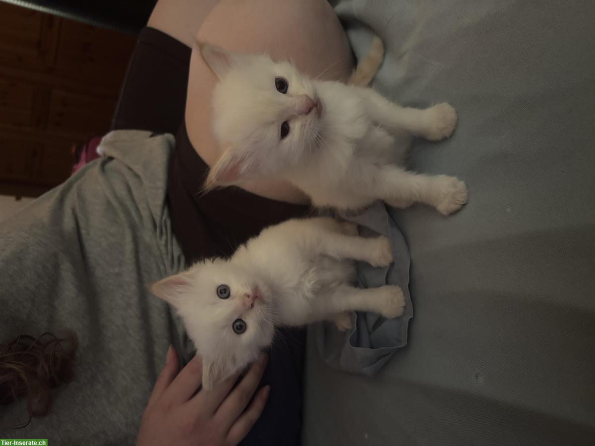 Bild 6: Balinesen Kitten abzugeben
