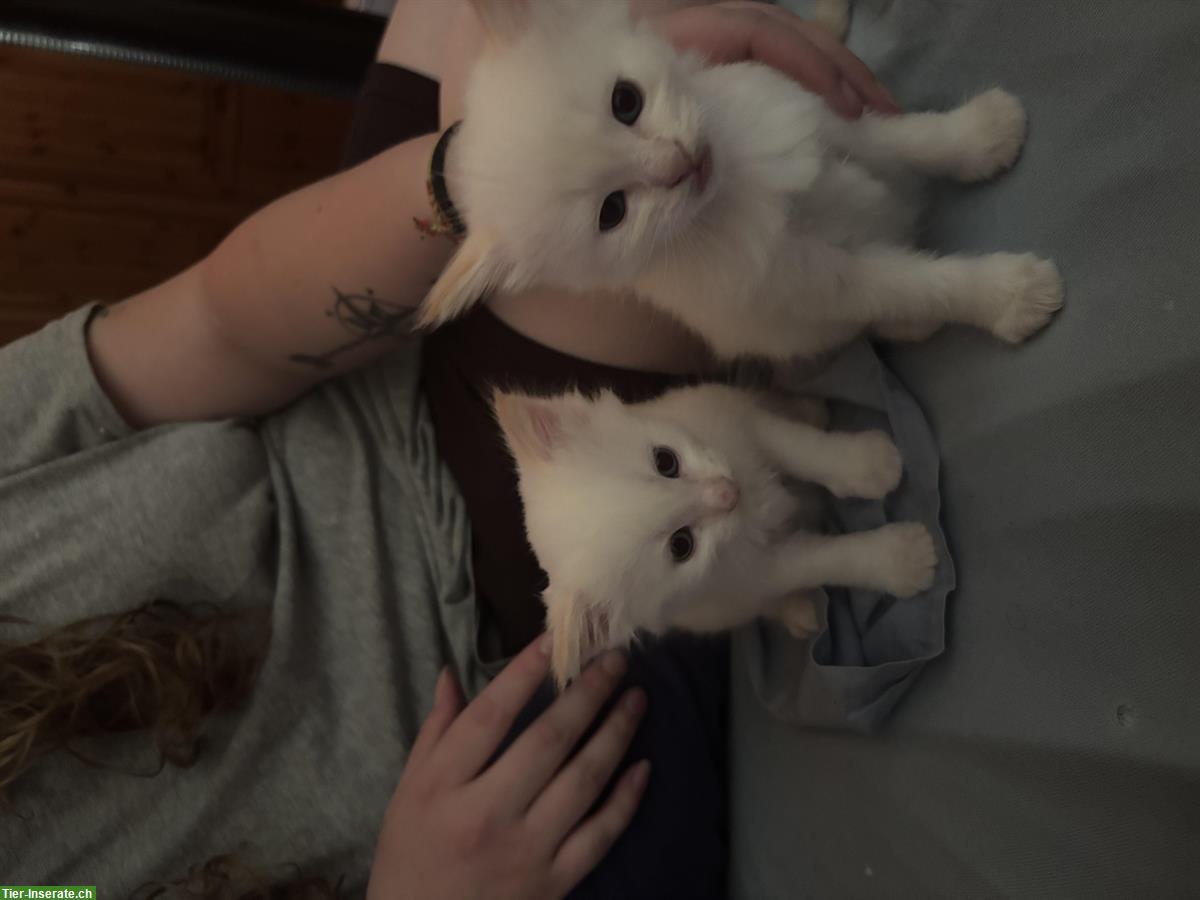 Bild 7: Balinesen Kitten abzugeben