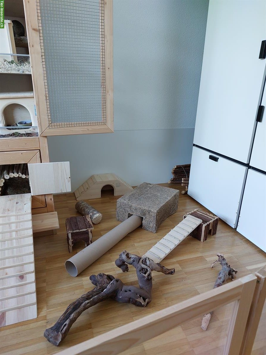 Bild 7: 4 Degu Schwestern suchen neues Zuhause