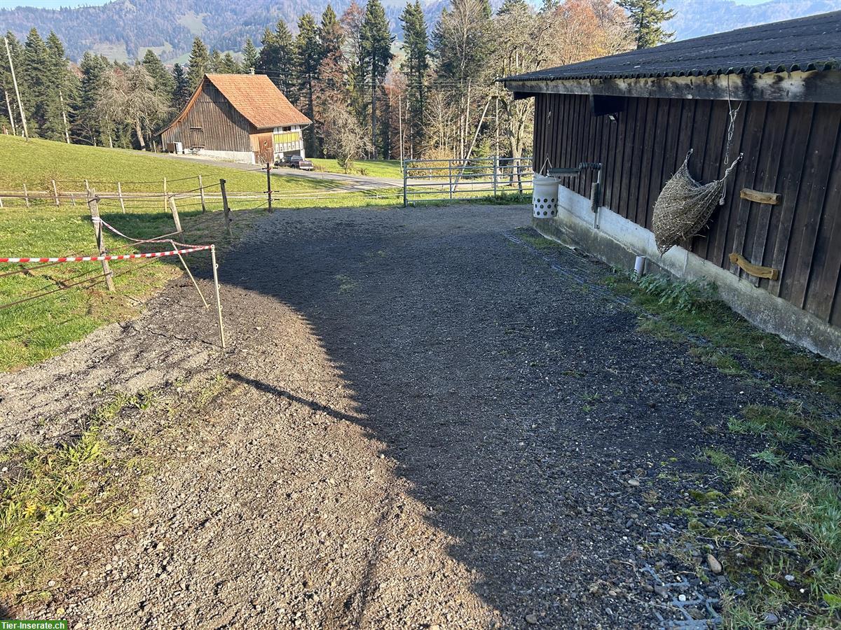 Bild 2: Freie Offenstallplätze auf Bio-Bauernhof in Wald ZH