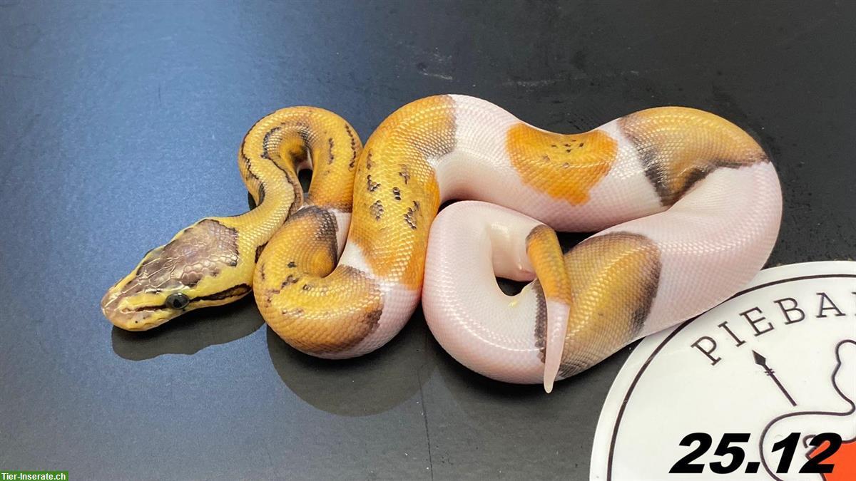 Bild 4: Diverse Visuelle Piebald Königspythons zur Abgabe
