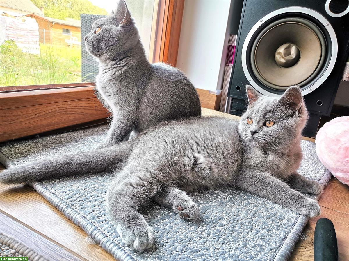 Bild 10: Britisch Kurzhaar Kitten, BKH blau und lilac mit Stammbaum