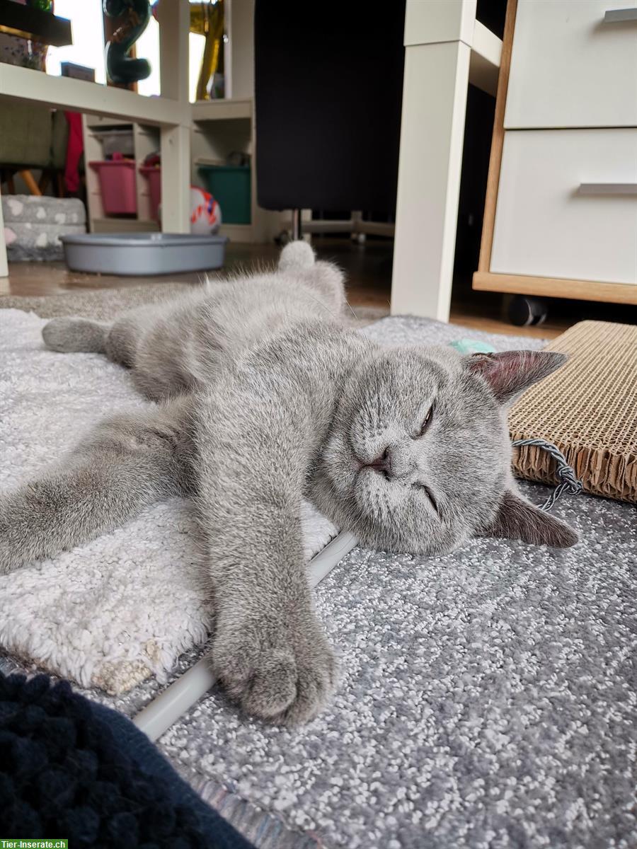 Bild 8: Britisch Kurzhaar Kitten, BKH blau und lilac mit Stammbaum