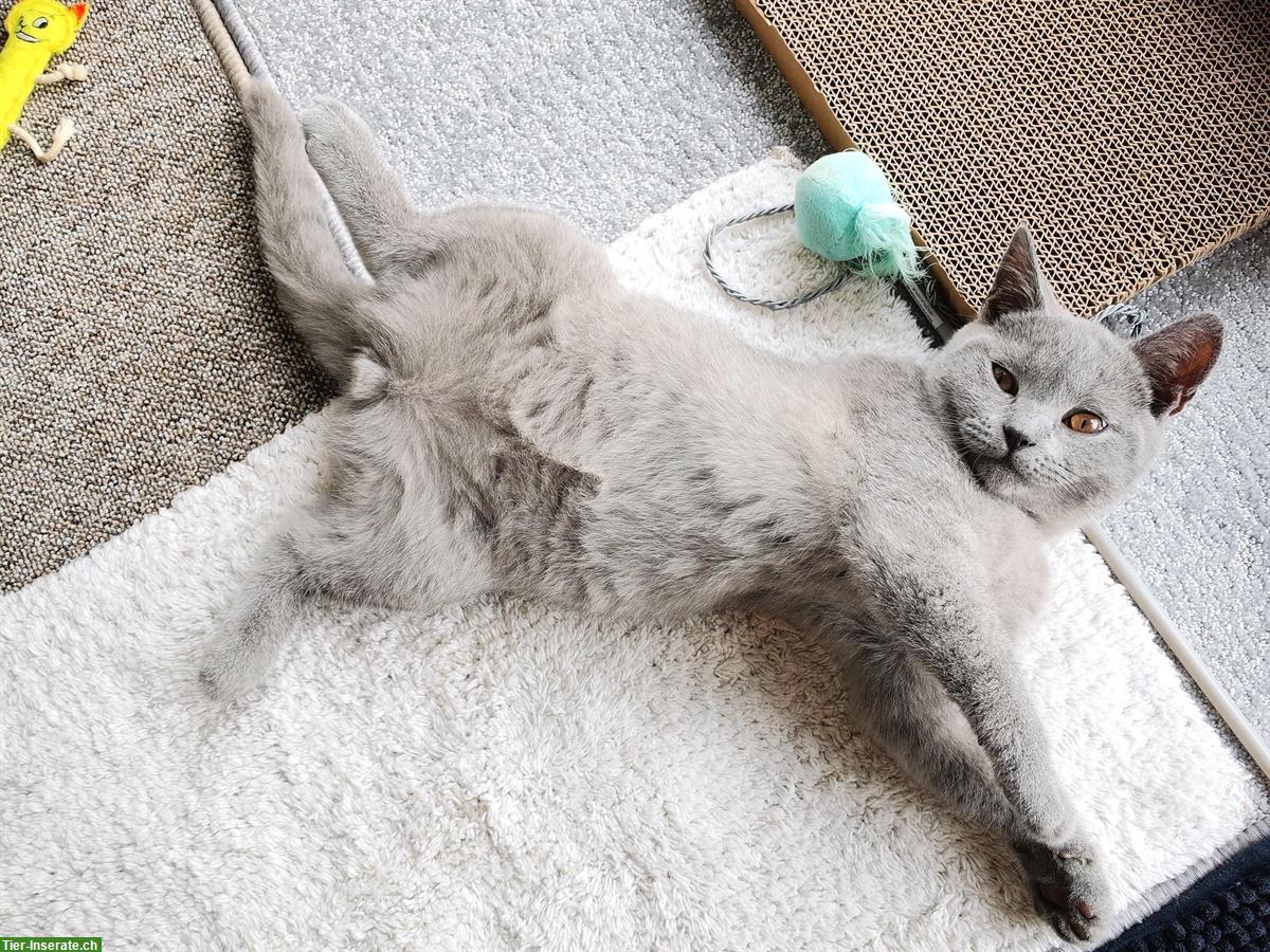 Bild 9: Britisch Kurzhaar Kitten, BKH blau und lilac mit Stammbaum