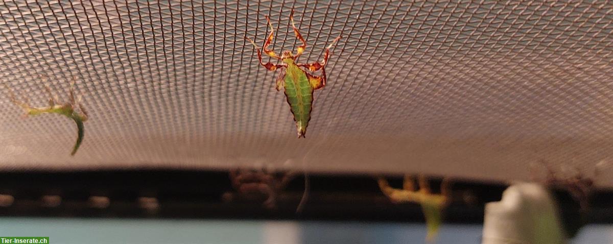 Bild 3: Wandelnde Blätter (Phyllium letiranti) abzugeben
