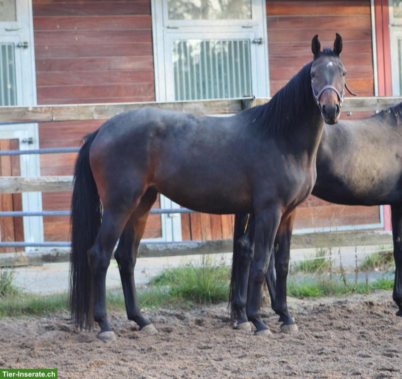Bild 3: Tolle Oldenburger Dressurstute zum selber ausbilden