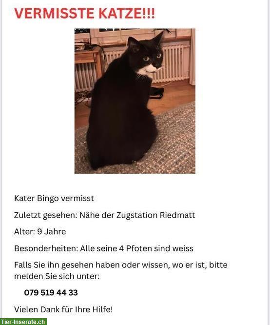 Kater vermisst, Nähe Zugstation Riedmatt, Wollerau