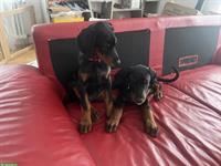 Dobermann Welpen mit SKG Stammbaum