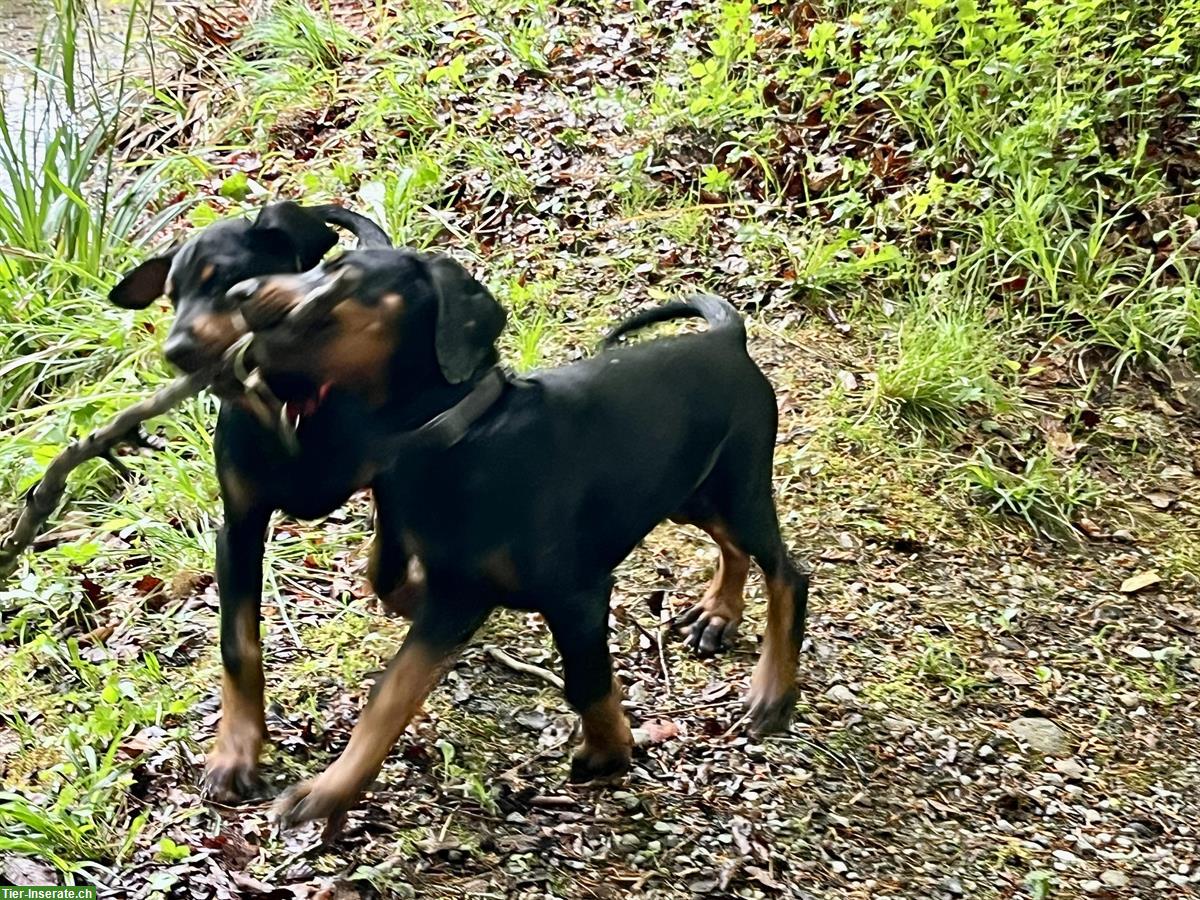 Bild 2: Dobermann Welpen mit SKG Stammbaum