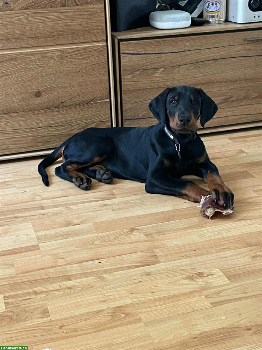 Bild 3: Dobermann Welpen mit SKG Stammbaum