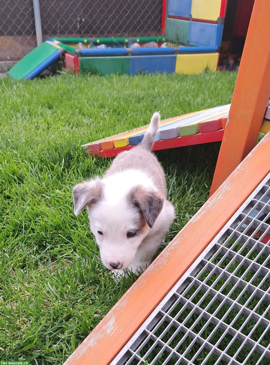 Bild 6: Border Collie Welpen zu verkaufen