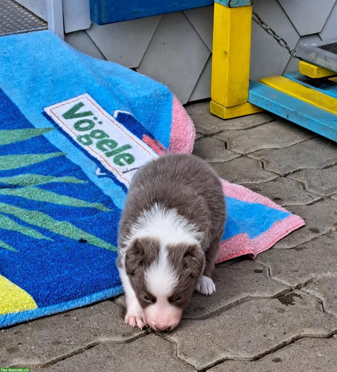 Bild 8: Border Collie Welpen zu verkaufen