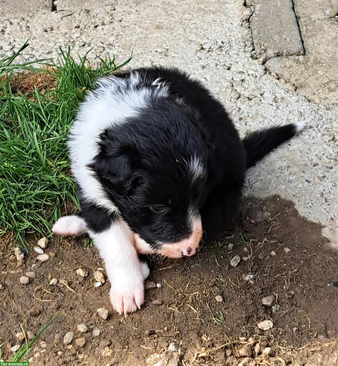 Bild 9: Border Collie Welpen zu verkaufen