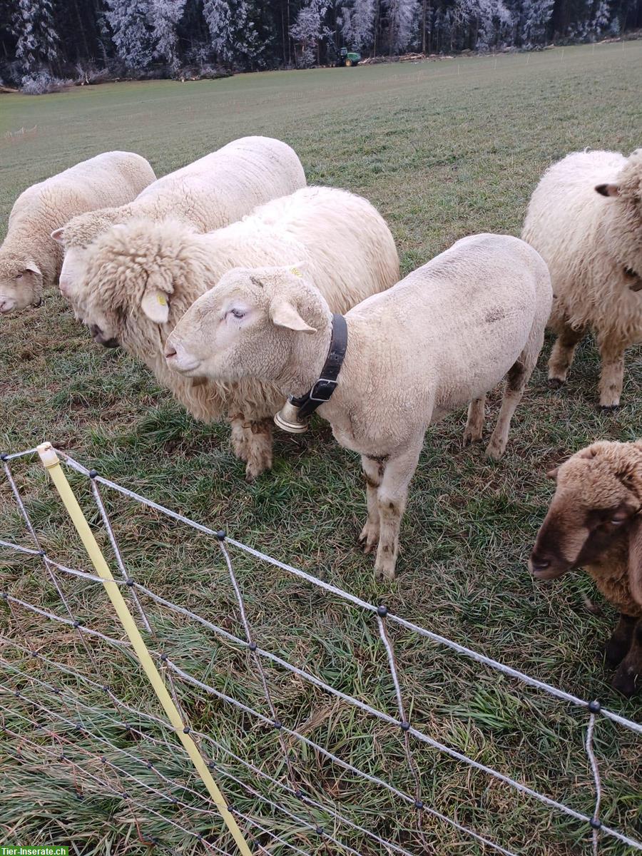 Schafbock (WAS/Spiegelschaf) zu verkaufen