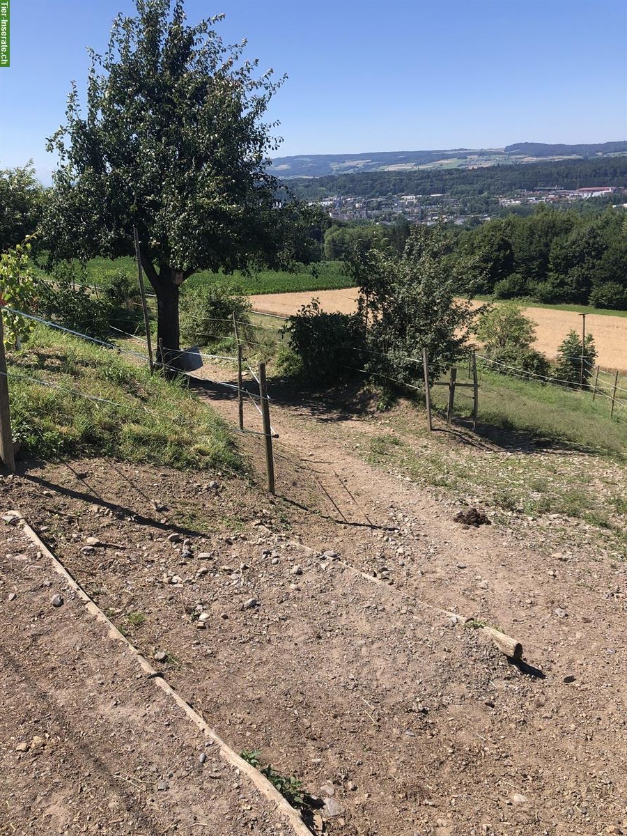 Bild 3: Pferde Offenstallplatz mit Trail in Widen AG