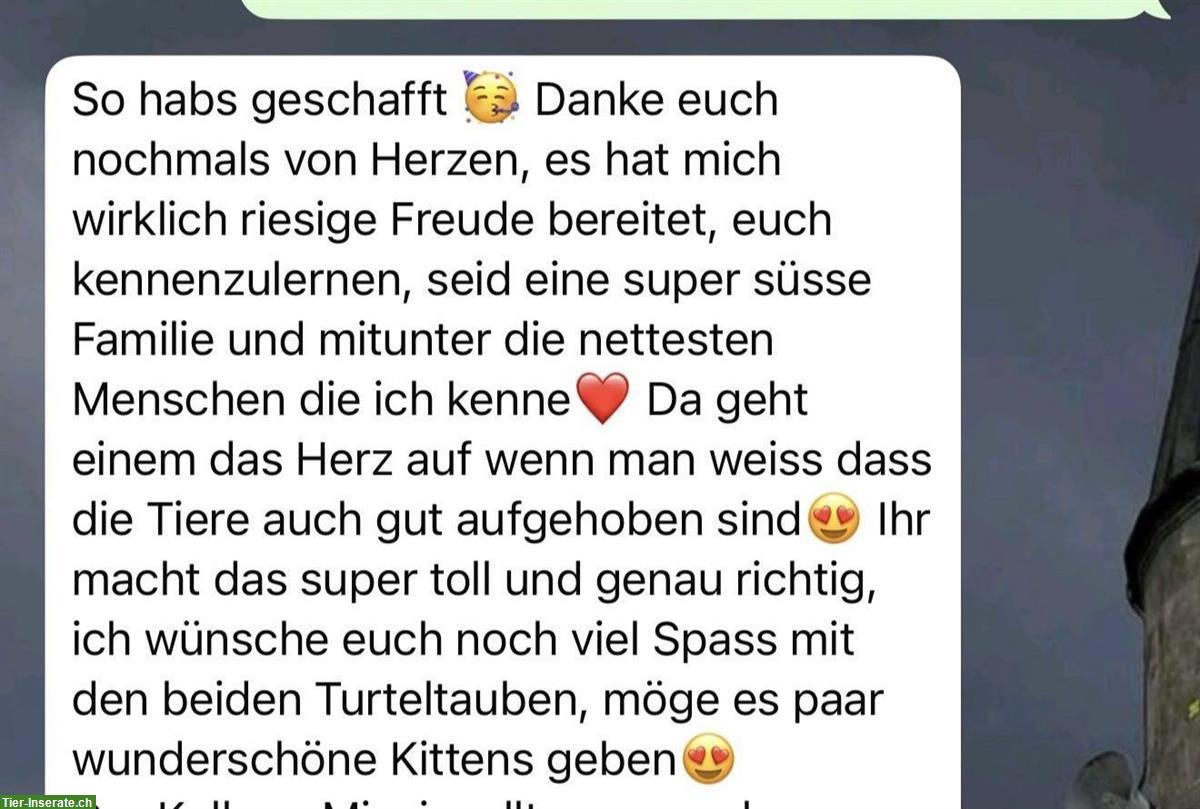 Bild 6: BKH Deckkater, choco Farbe