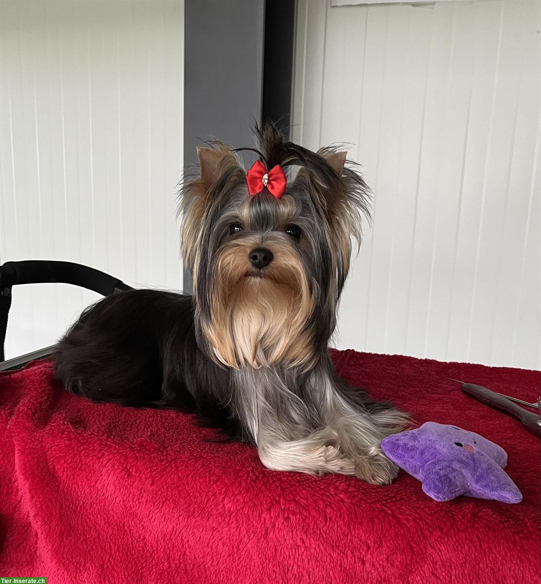 Bild 2: Luna ein herziges Yorkshire Terrier Mädchen