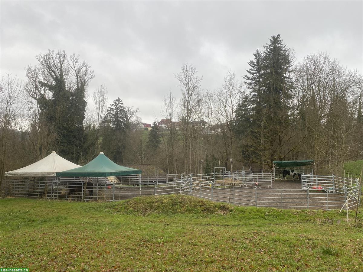 Bild 2: Pferdeboxen zu vermieten, Wittenbach SG