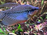 Mosaikfadenfische - Trichogaster leerii abzugeben