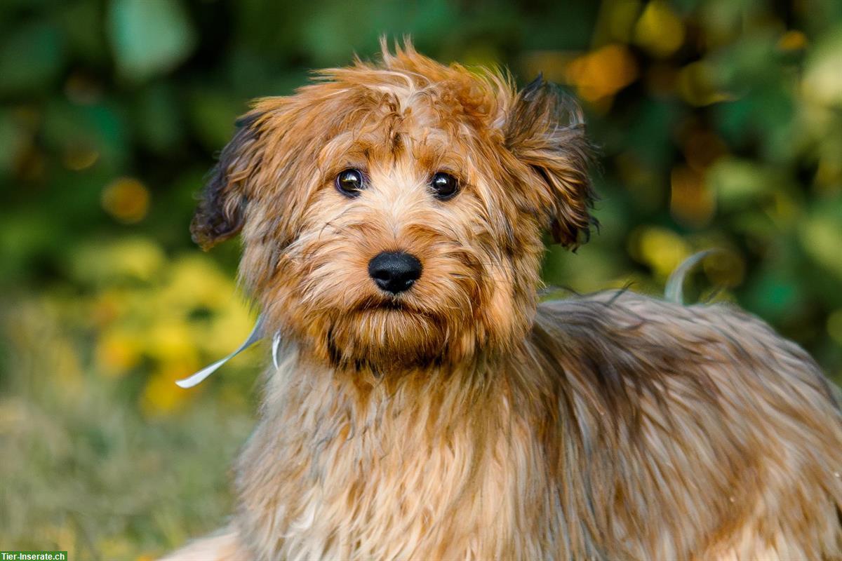 Bild 5: Wäller Hündinnen suchen ihr Traum-Zuhause