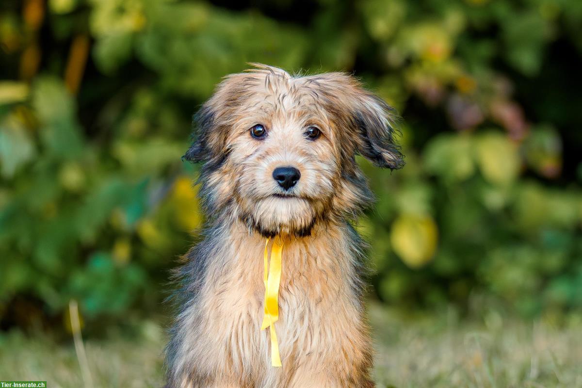 Bild 6: Wäller Hündinnen suchen ihr Traum-Zuhause