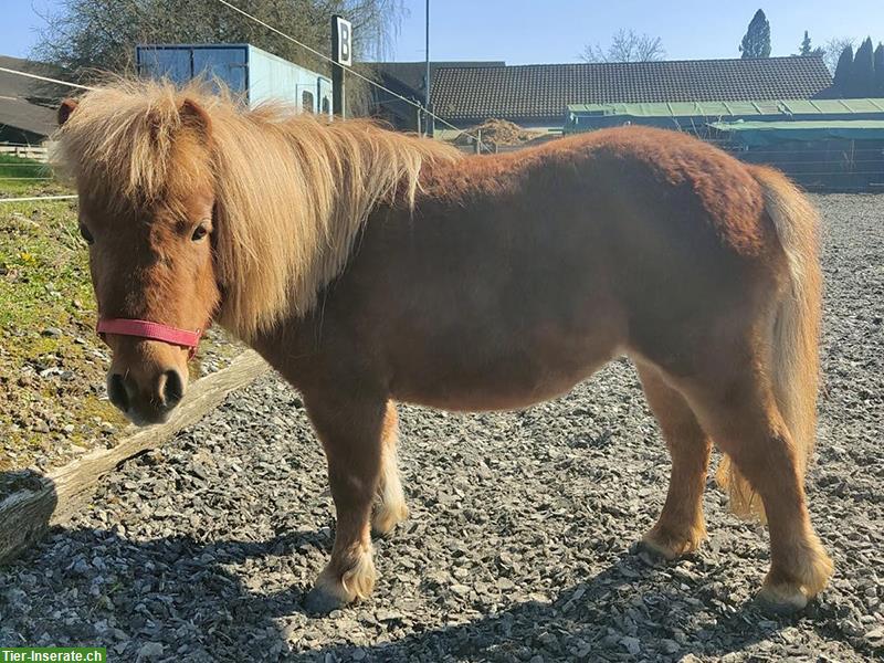 Mini Shetty Stute SONIA, ca. 86cm
