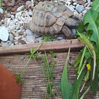Johnny, 19-jährige Griechische Landschildkröte abzugeben