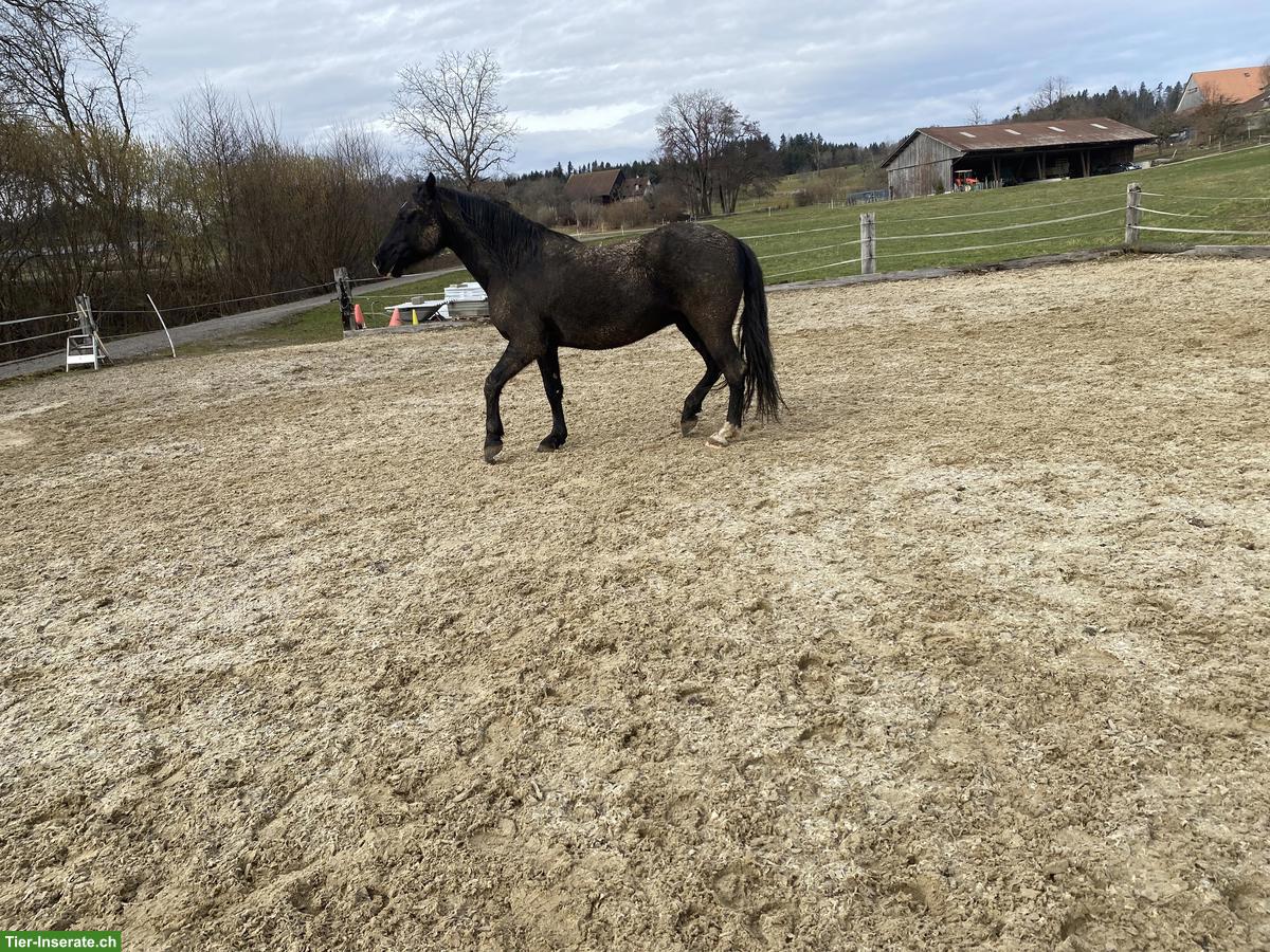 Bild 7: 6-jähriger PRE-Wallach wartet dringend auf neuen Menschen